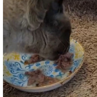 CAT FOOD